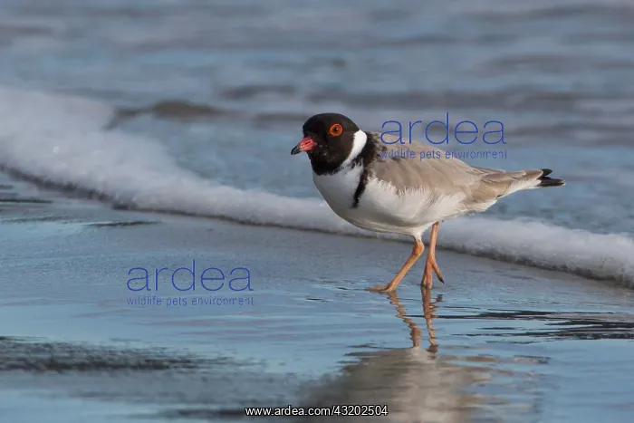 : Hooded Plover - On the beach at the water's edge : Hooded Plover - On the beach at the water's edge