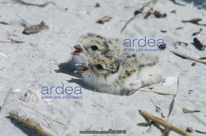 : Hooded PLOVER - chicks : Hooded PLOVER - chicks