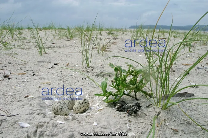 : Hooded PLOVER - nest in sand : Hooded PLOVER - nest in sand