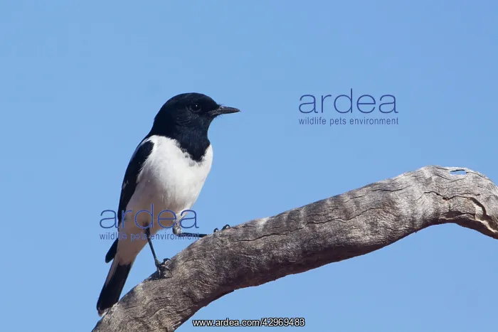 : Hooded Robin : Hooded Robin