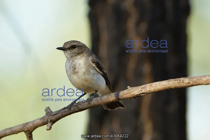  : Hooded Robin female