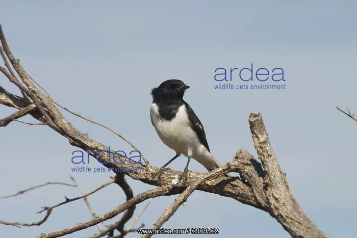 : Hooded Robin, male : Hooded Robin, male