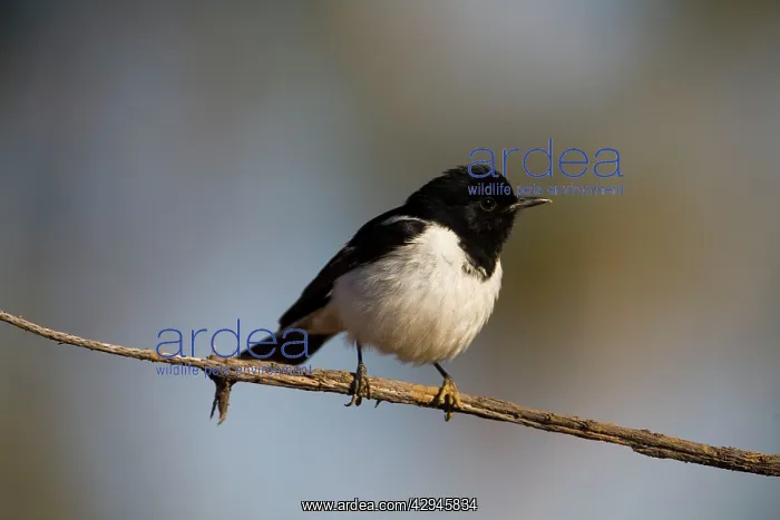  : Hooded Robin - male