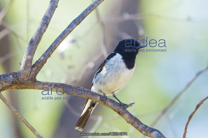  : Hooded Robin Male