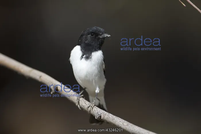 : Hooded Robin - A male - perched on a thin branch : Hooded Robin - A male - perched on a thin branch