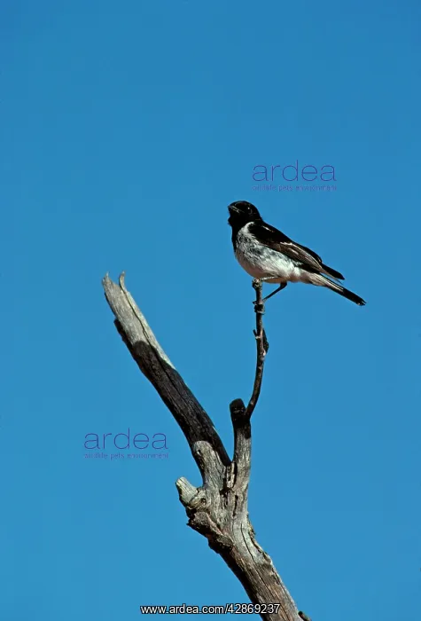  : Hooded Robin - Perched on branch