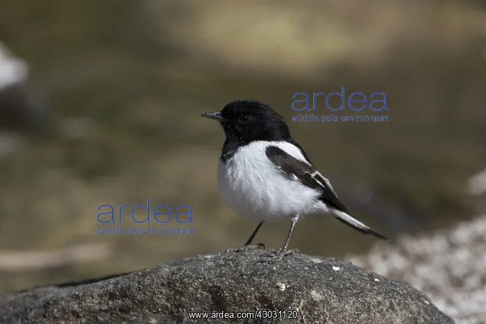 : Hooded Robin - Perched on a stone in a dry riverbed : Hooded Robin - Perched on a stone in a dry riverbed
