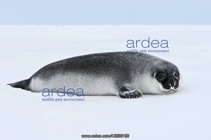 : Hooded Seal - 4 day old young : Hooded Seal - 4 day old young