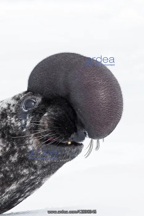 : Hooded Seal : Hooded Seal