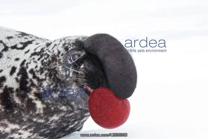: Hooded Seal : Hooded Seal