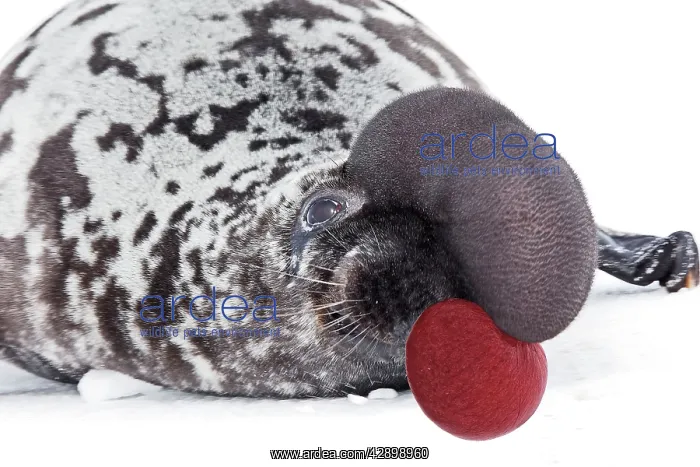 : Hooded Seal : Hooded Seal