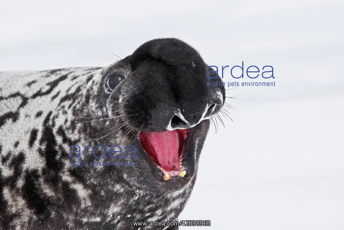 : Hooded Seal : Hooded Seal