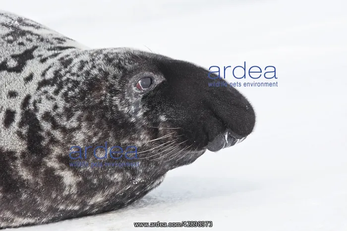: Hooded Seal : Hooded Seal