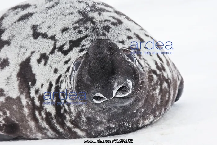 : Hooded Seal : Hooded Seal