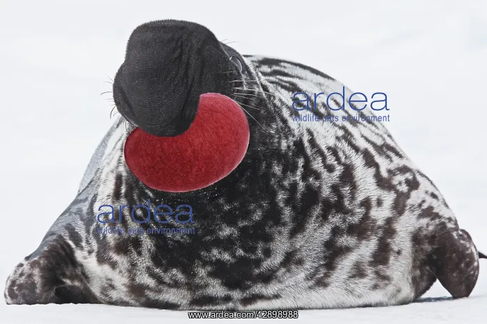 : Hooded Seal : Hooded Seal