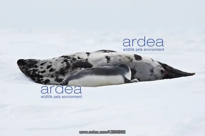 : Hooded Seal : Hooded Seal