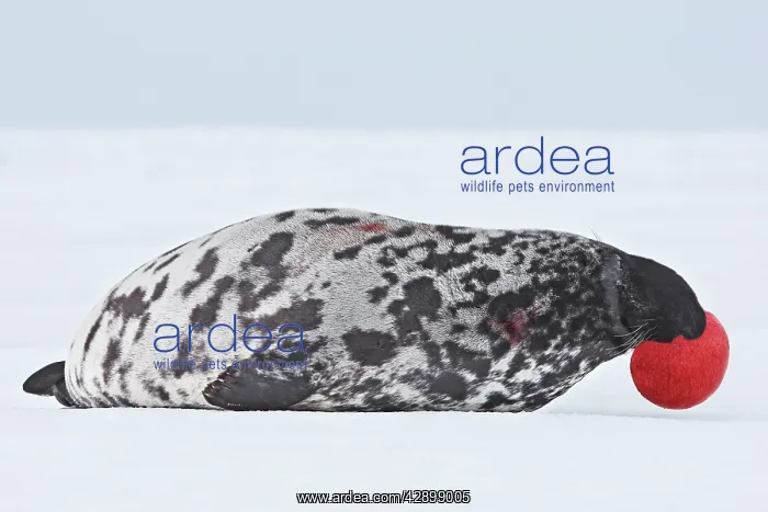 : Hooded Seal : Hooded Seal