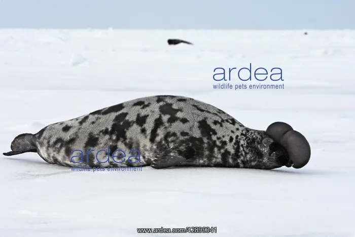  : Hooded Seal