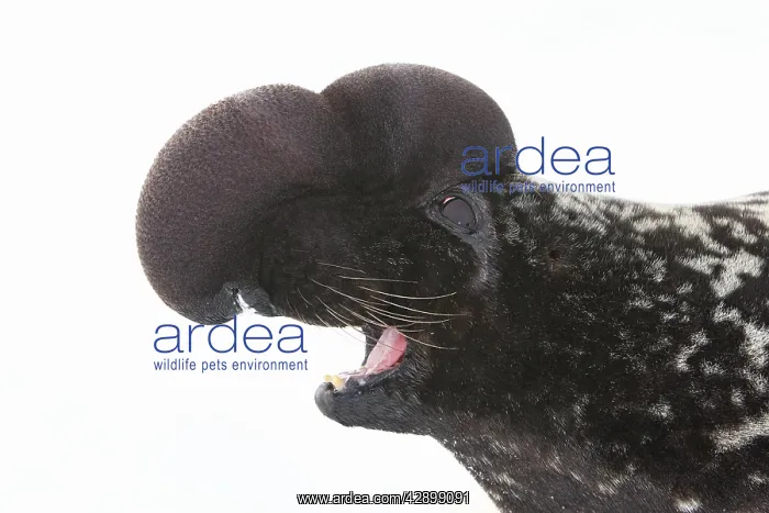 : Hooded Seal : Hooded Seal