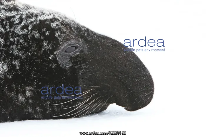 : Hooded Seal : Hooded Seal