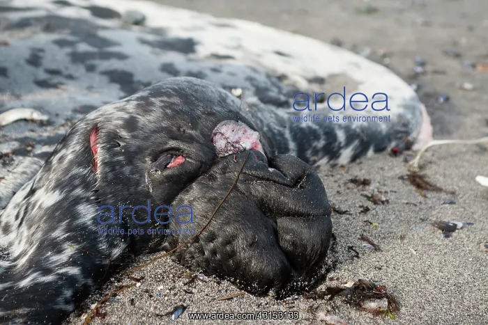 : Hooded Seal : Hooded Seal