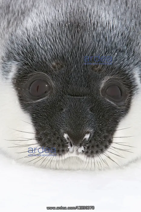 : Hooded Seal - a day old : Hooded Seal - a day old