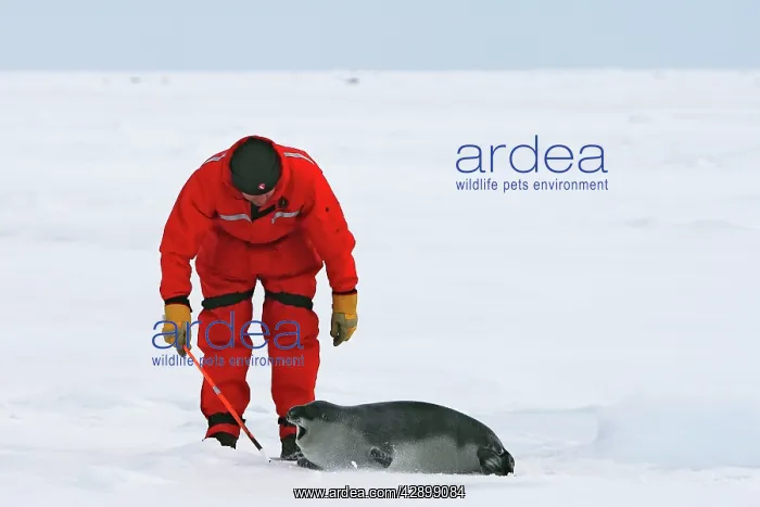 : Hooded Seal - female 4 days old : Hooded Seal - female 4 days old