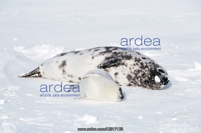  : HOODED SEAL - female & pup resting on ice