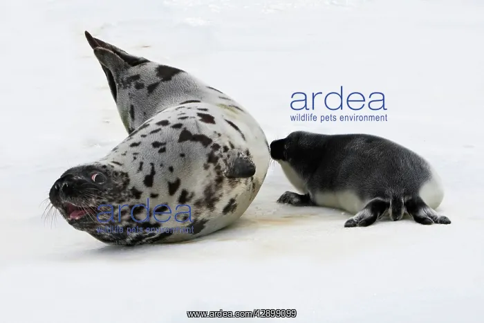 : Hooded Seal - female & young, 4 days old : Hooded Seal - female & young, 4 days old