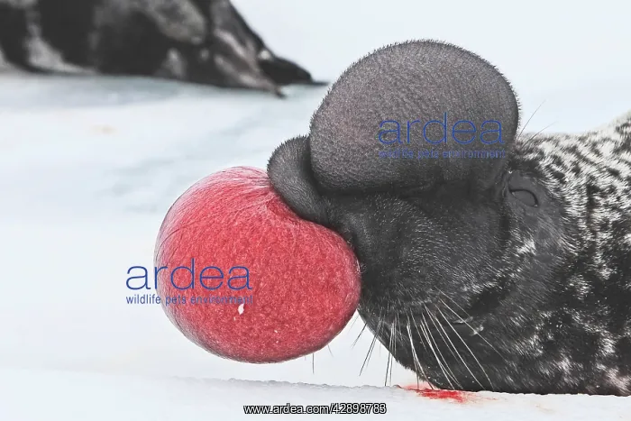 : Hooded Seal - inflating nasal cavity through nostril : Hooded Seal - inflating nasal cavity through nostril