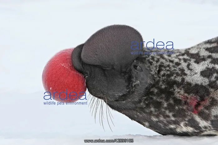  : Hooded Seal - inflating nasal cavity through nostril
