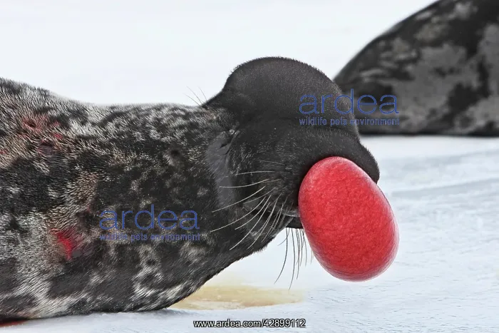 : Hooded Seal - inflating nasal cavity through nostril : Hooded Seal - inflating nasal cavity through nostril