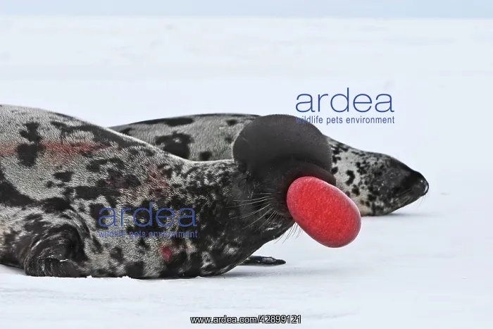  : Hooded Seal - inflating nasal cavity through nostril