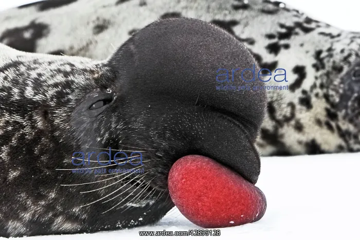 : Hooded Seal - inflating nasal cavity through nostril : Hooded Seal - inflating nasal cavity through nostril