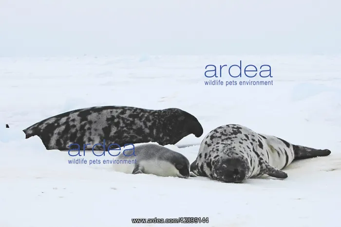 : Hooded Seal - male female & 4 day old young : Hooded Seal - male female & 4 day old young