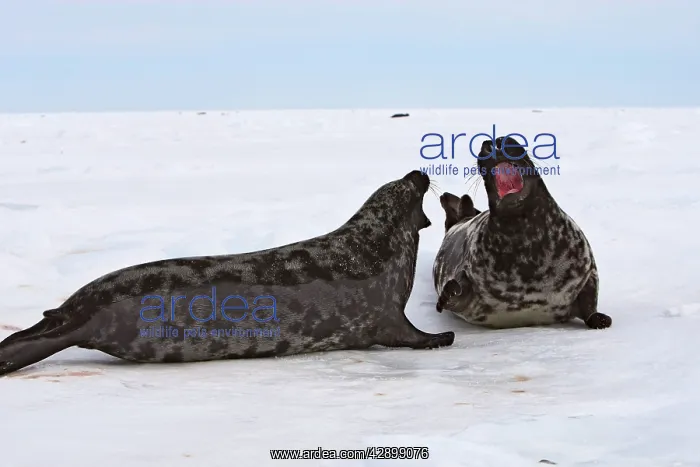 : Hooded Seal - male & female : Hooded Seal - male & female