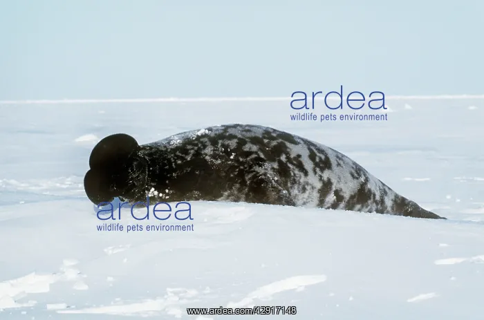 : Hooded Seal - male with inflated proboscis (hood) : Hooded Seal - male with inflated proboscis (hood)