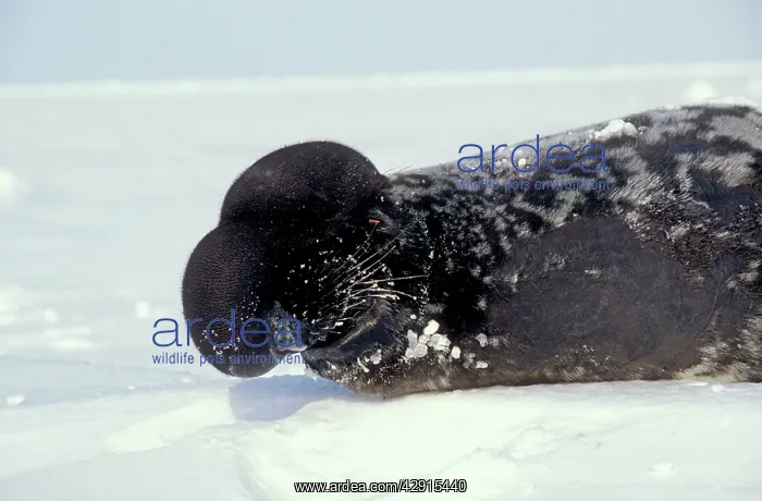 : Hooded Seal - Male with its porboscis / nasal sac : Hooded Seal - Male with its porboscis / nasal sac