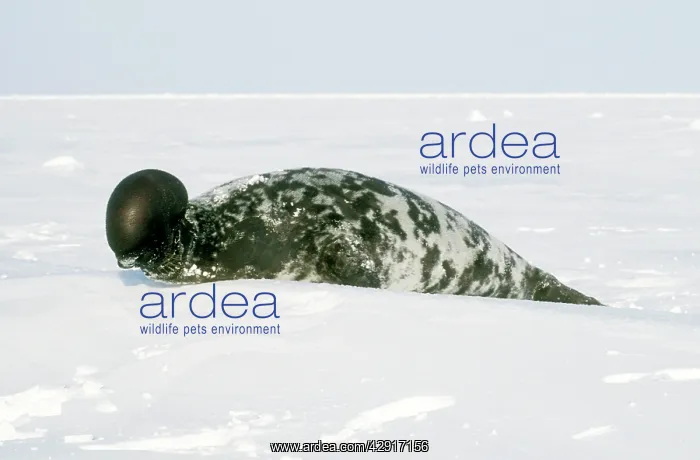 : Hooded Seal - Male with its Proboscis / nasal : Hooded Seal - Male with its Proboscis / nasal