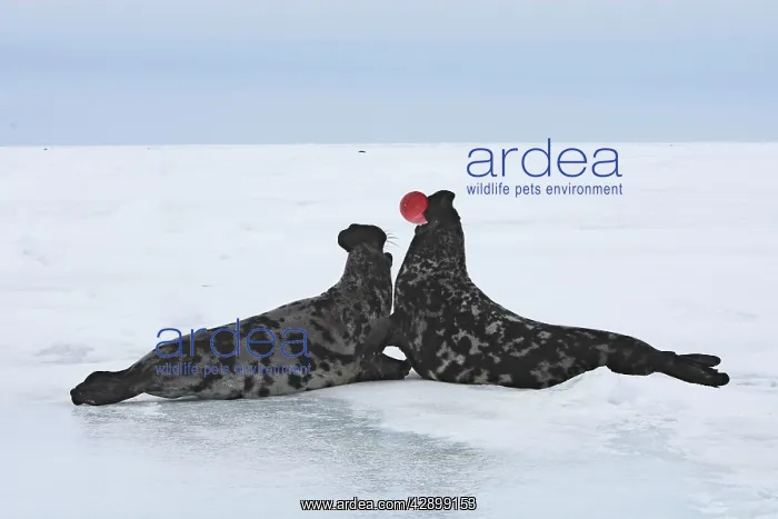 : Hooded Seal - males fighting : Hooded Seal - males fighting