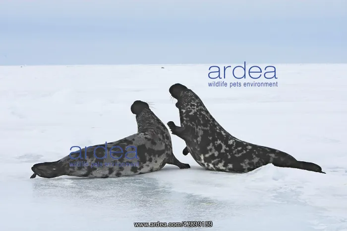 : Hooded Seal - males fighting : Hooded Seal - males fighting