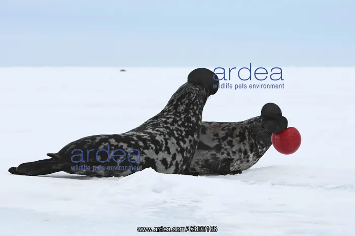 : Hooded Seal - males fighting : Hooded Seal - males fighting