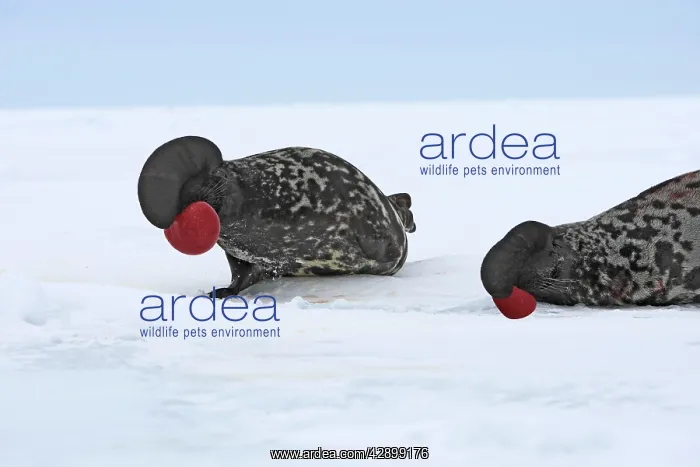 : Hooded Seal - males fighting : Hooded Seal - males fighting