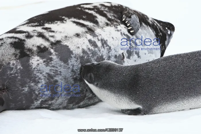 : Hooded Seal - mother & 4 day old young suckling : Hooded Seal - mother & 4 day old young suckling
