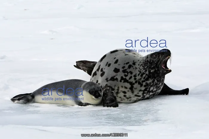 : Hooded Seal - mother & young 4 days old : Hooded Seal - mother & young 4 days old