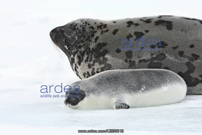 : Hooded Seal - mother & young 4 days old : Hooded Seal - mother & young 4 days old