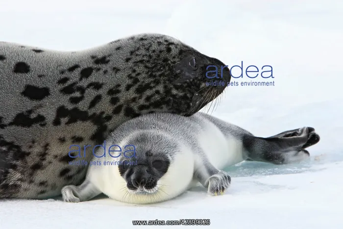 : Hooded Seal - mother & young 4 days old : Hooded Seal - mother & young 4 days old
