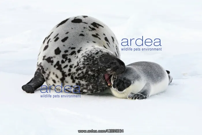 : Hooded Seal - mother & young 4 days old : Hooded Seal - mother & young 4 days old