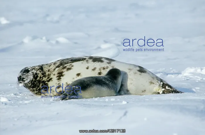 : Hooded Seal - with suckling youngS : Hooded Seal - with suckling youngS
