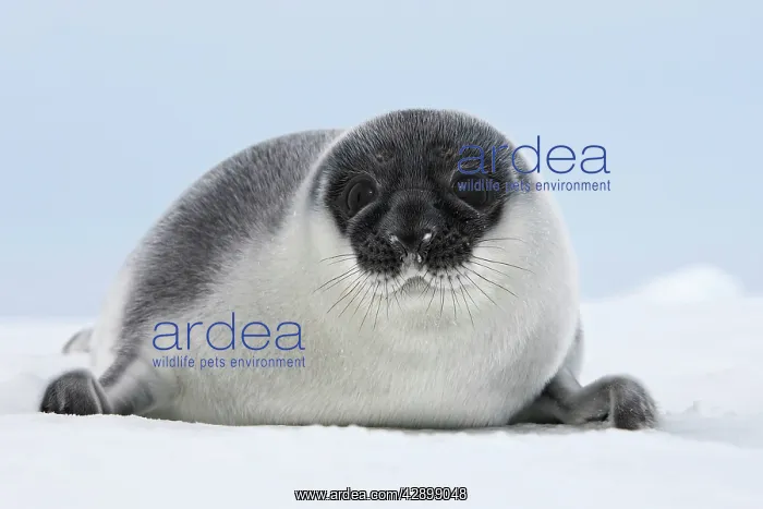 : Hooded Seal - young 4 days old : Hooded Seal - young 4 days old